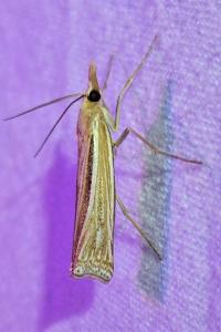 <i>Ancylolomia tentaculella</i>