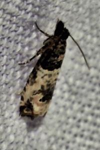 <i>Notocelia incarnatana</i>