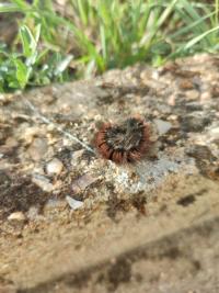 Bombyx de la Ronce 