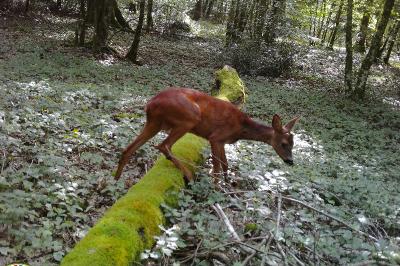 Capreolus capreolus