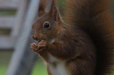 Sciurus vulgaris