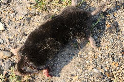 Talpa europaea