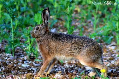 Lepus europaeus