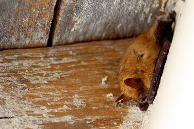 Myotis emarginatus
