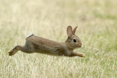 Lapin de garenne