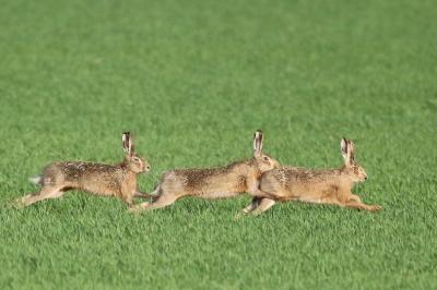 Lepus europaeus