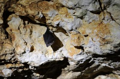 Rhinolophus ferrumequinum