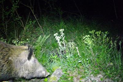 Sus scrofa
