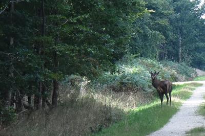 Cervus elaphus