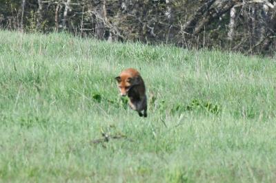 Vulpes vulpes
