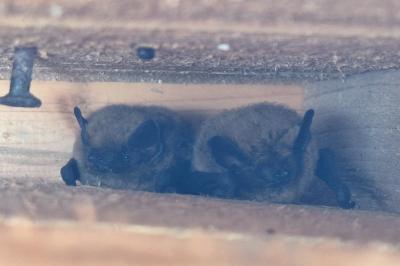 Pipistrellus pipistrellus