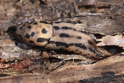 Limax maximus