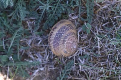 Escargot petit-gris