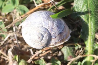 Escargot petit-gris