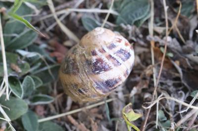 Escargot petit-gris