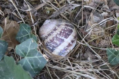 Escargot petit-gris