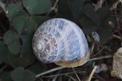 Escargot petit-gris