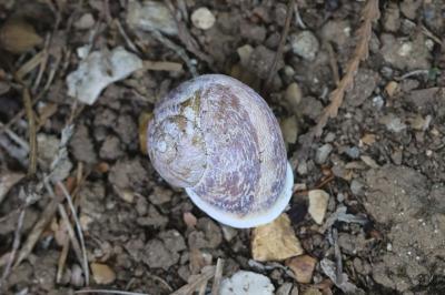Escargot petit-gris