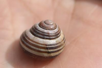 Escargot des haies