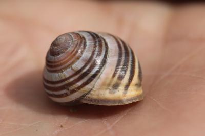 Escargot des haies