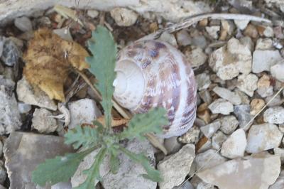 Escargot petit-gris
