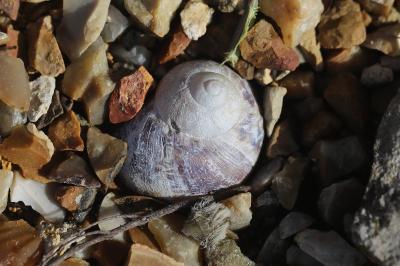Escargot petit-gris