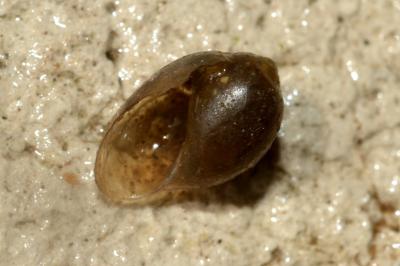 Physe bulle