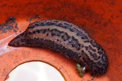 Limax maximus