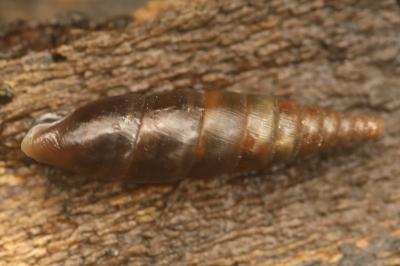 Cochlodina laminata