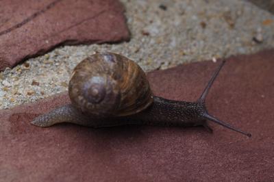 Cornu aspersum