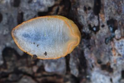 Arion subfuscus