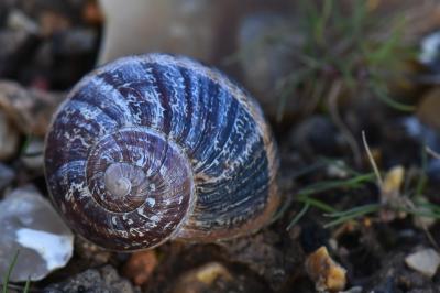 Cornu aspersum