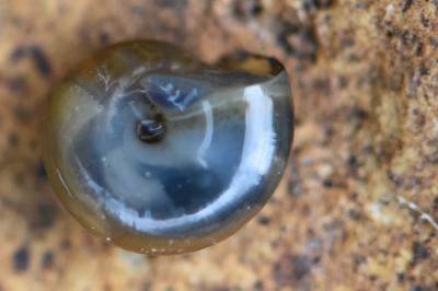 Oxychilus draparnaudi