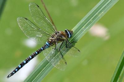 Aeshna mixta