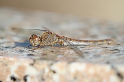 Sympetrum striolatum