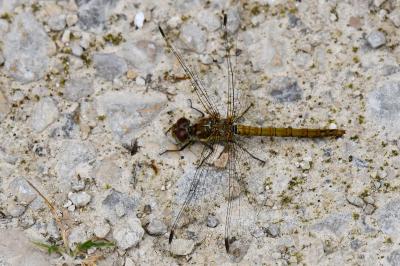 Sympetrum striolatum