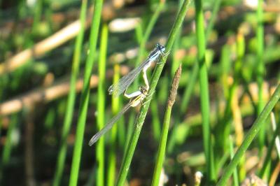 Agrion élégant