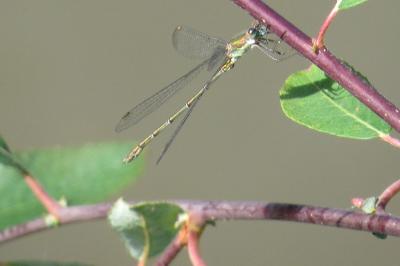 Leste vert