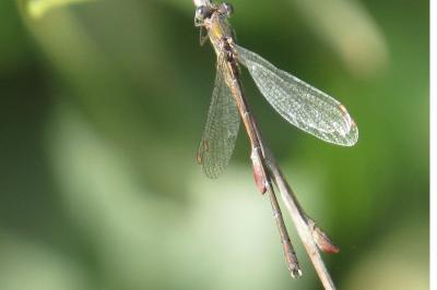 Leste vert
