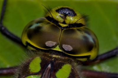 Aeshna cyanea