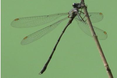 Leste vert