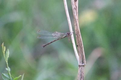 Leste vert