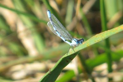 Agrion porte-coupe