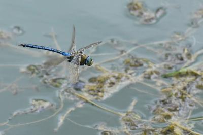 Anax imperator