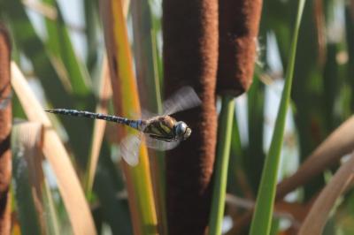 Aeshna mixta