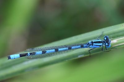 Enallagma cyathigerum