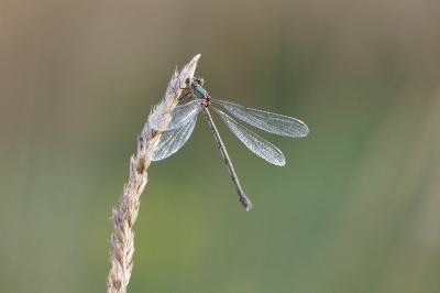 Chalcolestes viridis