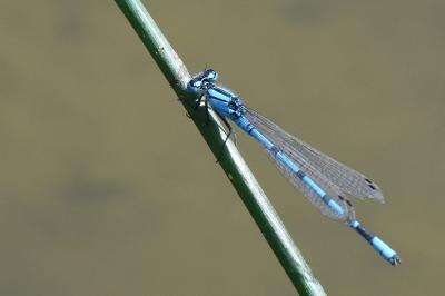Enallagma cyathigerum