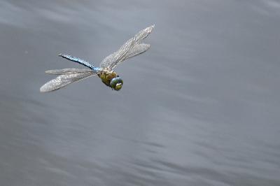 Anax imperator