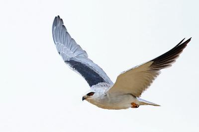Elanus caeruleus